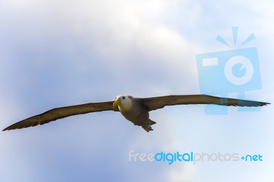 Waved Albatross Flying In Galapagos Stock Photo