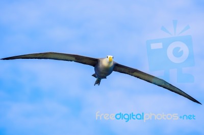 Waved Albatross Flying In Galapagos Stock Photo