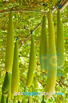 Wax Gourd Or Chalkumra Or Winter Melon Stock Photo