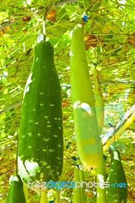 Wax Gourd Or Chalkumra Or Winter Melon Stock Photo