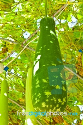 Wax Gourd Or Chalkumra Or Winter Melon Stock Photo