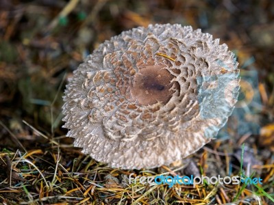 Weathered Fungus At Warnham Nature Reserve Stock Photo