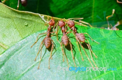 Weaver Ants Or Green Ants (oecophylla Smaragdina) Stock Photo