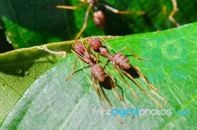 Weaver Ants Or Green Ants (oecophylla Smaragdina) Stock Photo