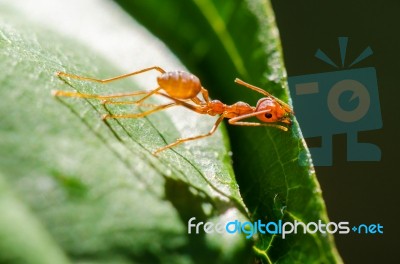 Weaver Ants Or Green Ants (oecophylla Smaragdina) Stock Photo