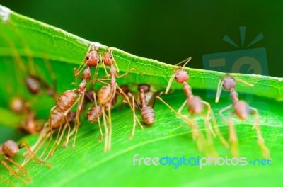 Weaver Ants Or Green Ants (oecophylla Smaragdina) Stock Photo