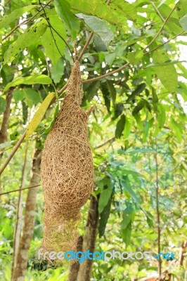 Weaver Bird Nest Stock Photo