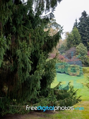 Weeping Fir Tree In Autumn Stock Photo