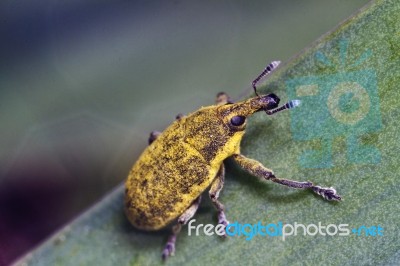 Weevil Bug (lixus Acicularis) Stock Photo