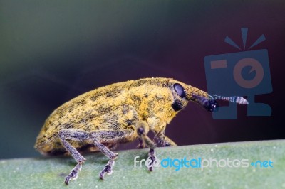 Weevil Bug (lixus Acicularis) Stock Photo