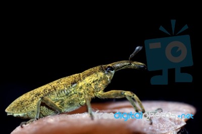 Weevil Insect Stock Photo