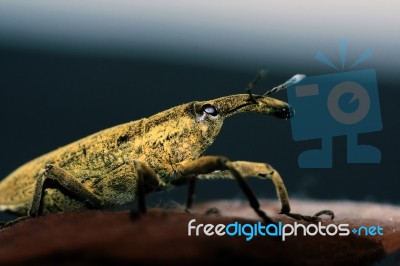 Weevil Insect Stock Photo