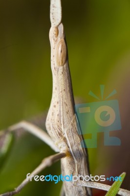 Weird Grasshoppper Stock Photo