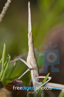 Weird Grasshoppper Stock Photo