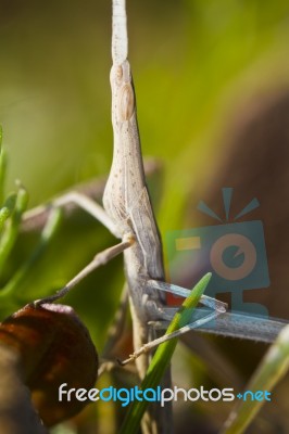 Weird Grasshoppper Stock Photo