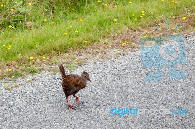 Weka (gallirallus Australis) Stock Photo