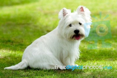 West Highland Terrier Stock Photo