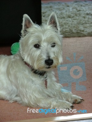 West Highland Terrier Stock Photo