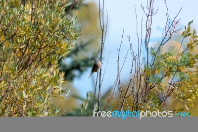 Western Wood-pewee (contopus Sordidulus) Stock Photo