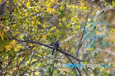 Western Wood-pewee (contopus Sordidulus) Stock Photo