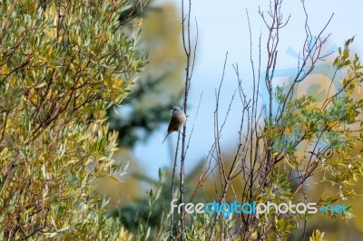 Western Wood-pewee (contopus Sordidulus) Stock Photo