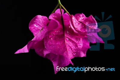 Wet Bougainvillea Flower Stock Photo