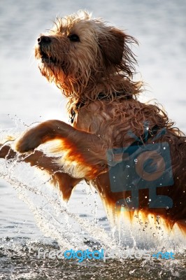 Wet Dog Stock Photo