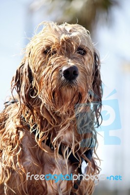 Wet Dog Stock Photo