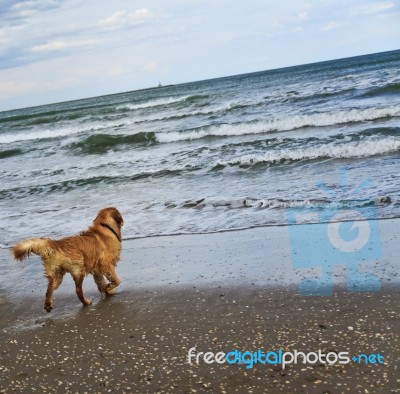 Wet Dog On The Beach Stock Photo