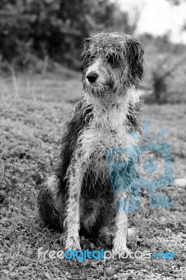 Wet Domestic Dog Stock Photo