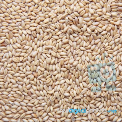 Wheat Background Stock Photo