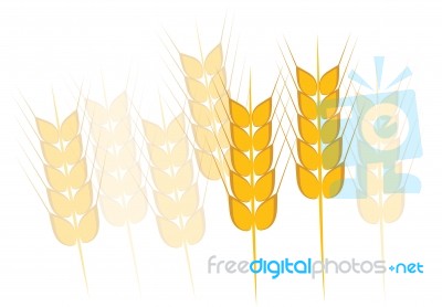 Wheat, Barley Or Rye Stock Image