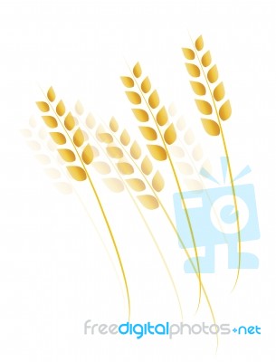 Wheat, Barley Or Rye Stock Image