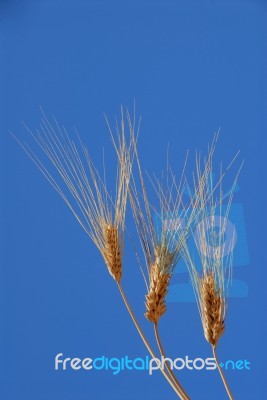 Wheat Ears Stock Photo