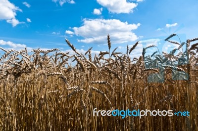 Wheat Field Stock Photo