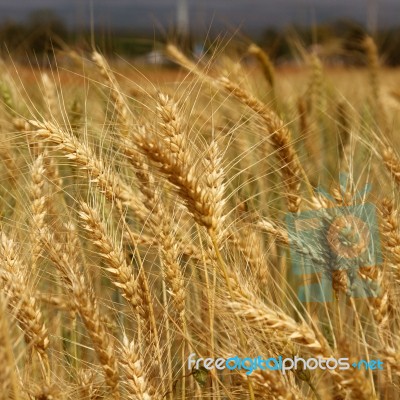 Wheat Field Stock Photo