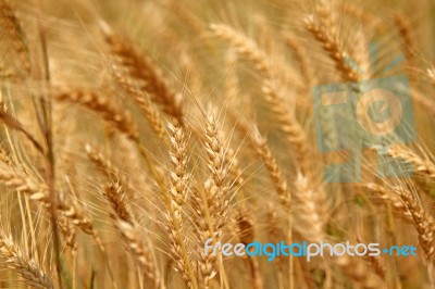 Wheat Field Stock Photo