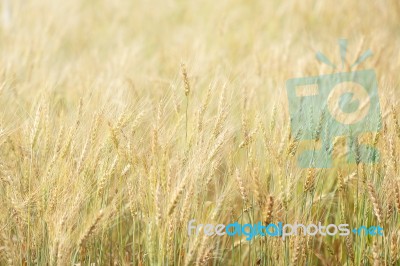 Wheat Field Stock Photo