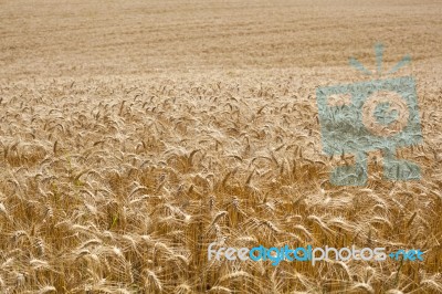 Wheat Field Stock Photo