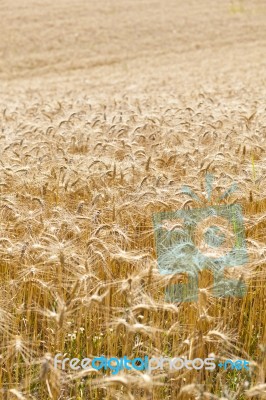 Wheat Field Stock Photo