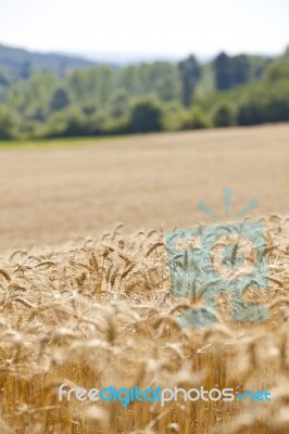 Wheat Field Stock Photo