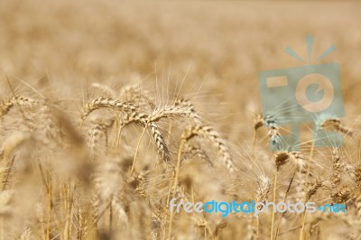 Wheat Field Stock Photo