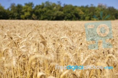 Wheat Field Stock Photo