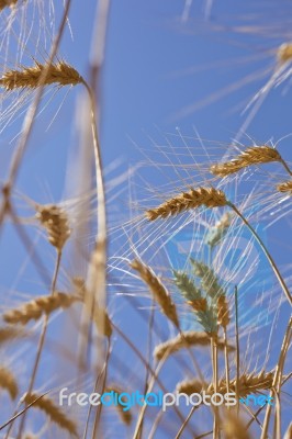 Wheat Field Stock Photo