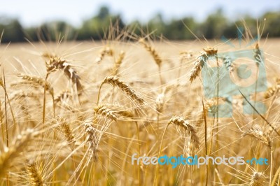 Wheat Field Stock Photo