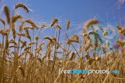 Wheat Field Stock Photo