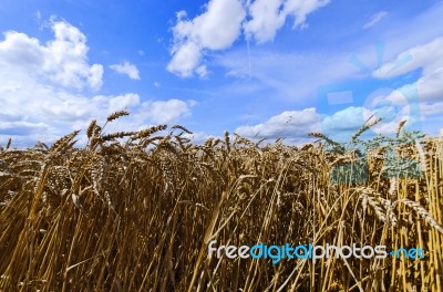 Wheat Field Stock Photo