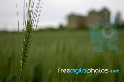 Wheat Field View To Ancient Place Stock Photo