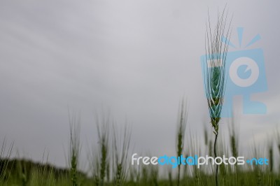 Wheat Field Watching The Blue Sky Stock Photo