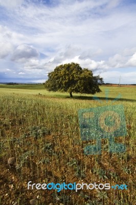 Wheat Field With Lonely Tree Stock Photo